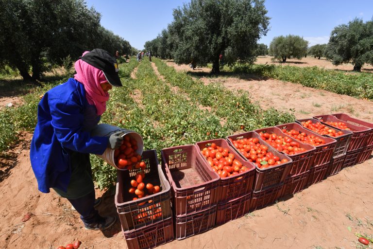 Farmers, mostly women, pick tomatoes from a field in Sbikha town, which has been having drinking water problems for years, near Tunisia's central city of Kairouan on June 25, 2024. (Photo by FETHI BELAID / AFP)