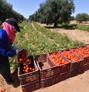 Trabalhadores da lavoura colhem tomates em plantação na cidade de Sbikha, na Tunísia: preços deverão subir menos