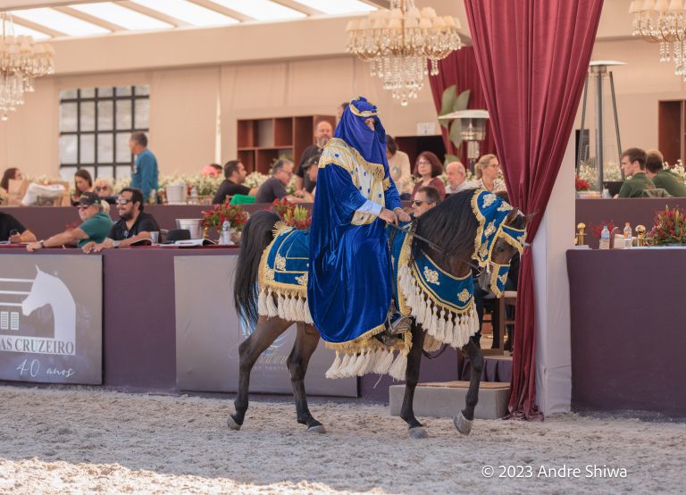 Arabian horse: Championships to be leading attractions in event that will feature 320 animals