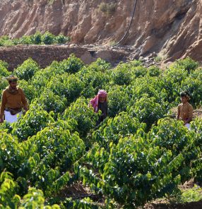 SAUDI-ECONOMY-AGRICULTURE-COFFEE