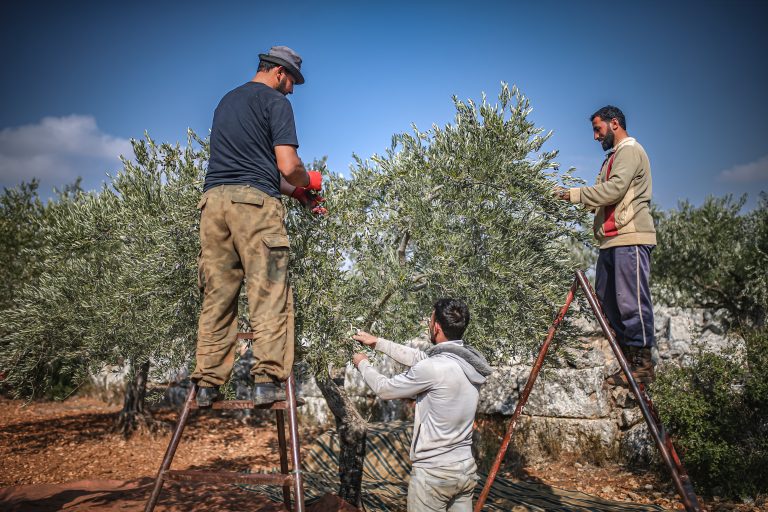 IDLIB, SYRIA - NOVEMBER 11: A group of farmers harvest olives in Idlib, Syria on November 11, 2022. Muhammed Said / Anadolu Agency (Photo by Muhammed Said / ANADOLU AGENCY / Anadolu via AFP)