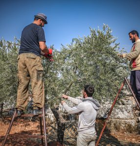 Olive harvest in Idlib