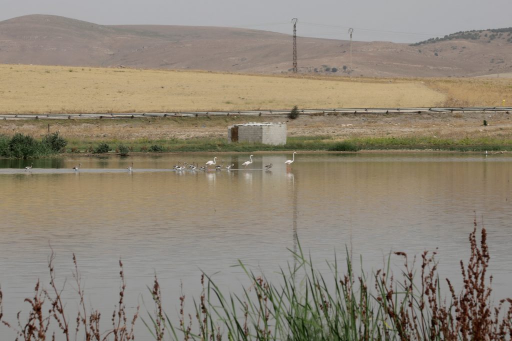 Flamingos encontraram novo lar em zona úmida perto de Ain Mlila