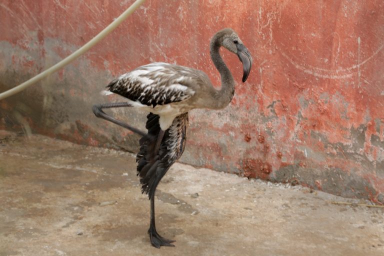 Flamingo resgatado por voluntários: altas temperaturas impedem sobrevivência dos animais em alguns locais