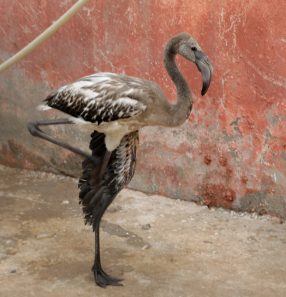 ALGERIA-DROUGHT-BIRDS-RESCUE