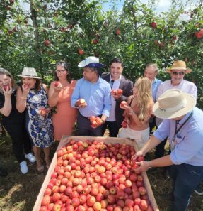 maca abertura da colheita nacional em fevereiro
