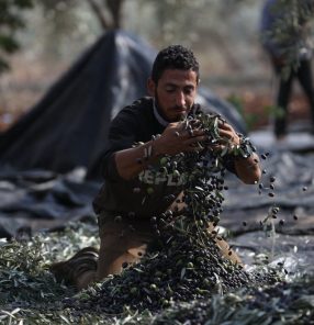 Colheita de azeitonas em Ramallah: projeto busca apoiar os jovens investidores palestinos