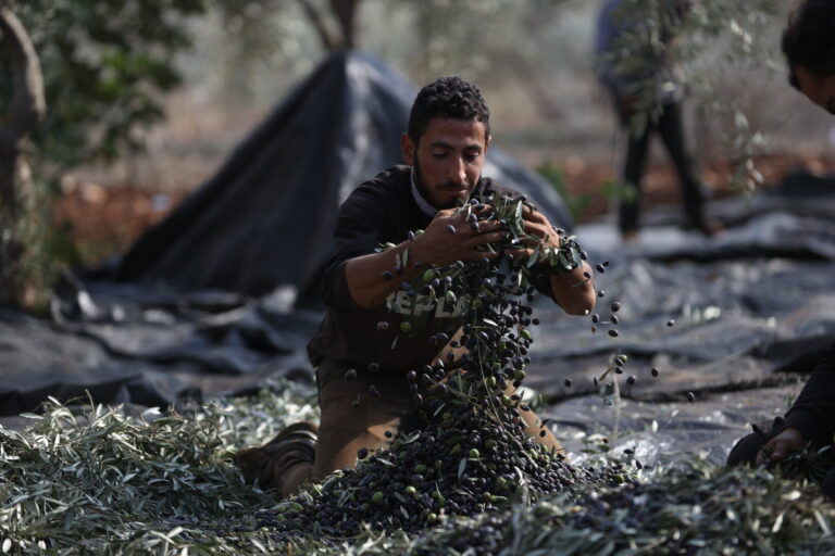 Palestinos recebem US$ 1 milhão para empreender Colheita de azeitonas em Ramallah: projeto busca apoiar os jovens investidores palestinos