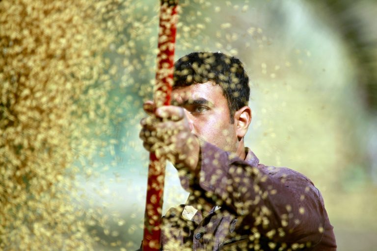 Homem trabalha na secagem do arroz âmbar, produzido no Iraque