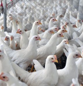 Aves vivas: em 2023, Argélia foi um dos destinos do produto, que, neste ano, conta com o Marrocos como o 16º comprador. Arábia Saudita poderá integrar a lista com a recente decisão