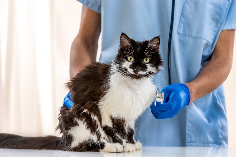 Examinations of a cat by a veterinarian.