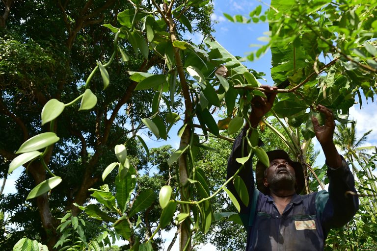 Brasil e Comores vão cooperar em prática agrícola Homem trabalha em produção de baunilha orgânica nas Ilhas Comores