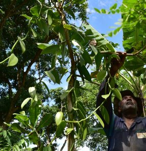 COMOROS-FOOD-ORGANIC-VANILLA