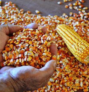 DDG is a feed ingredient obtained from the distillation process of cereals, especially corn. The product produced in Brazil can now be sold to Morocco