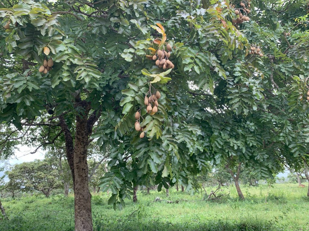 Baru: quilo da castanha é comercializado no Brasil por cerca de R$ 200