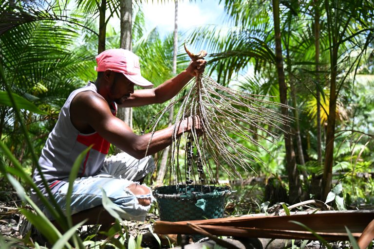 A man picks açaí in Abaetetuba, Pará: people who earn their livelihood in the Amazon must be brought into the debate on the local economy and the climate
