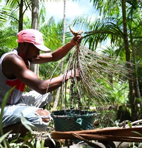 Homem colhe açaí em Abaetetuba, no Pará: pessoas que obtêm seu sustento na região amazônica precisam ser incluídos nos debates sobre a economia local e sobre o clima