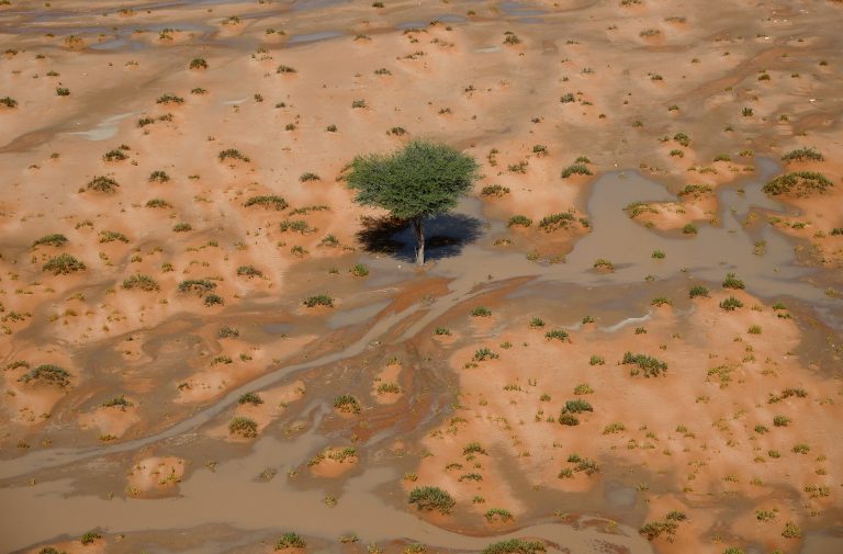 Haradh, Saudi Arabia: The Middle East Green Initiative aims to plant 50 billion trees