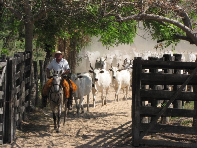 Morocco exempts Brazilian meats from taxes Cowboy herds Nelore cattle: Live animals are also included in Morocco's exemption list