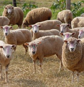 Argélia abre mercado de ovinos vivos para Brasil