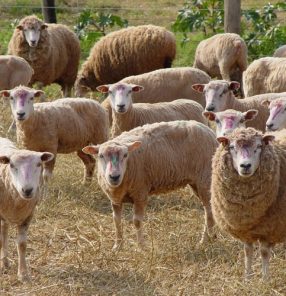 ovinos foto fernando reis embrapa