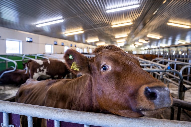 Governo de Abu Dhabi quer suprimento de ração e serviços relacionados próximo das fazendas