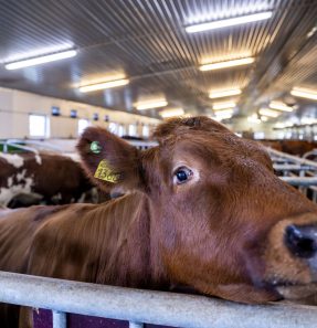 Algae in cow food to limit methane