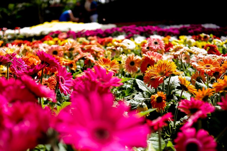 Preparations for Expoflora 2018, the largest fair of flowers and ornamental plants in Latin America, held annually in Holambra, in the interior of São Paulo, on August 15, 2018. The city, a former Dutch colony, maintains the customs and cuisine, attractive to Expoflora . The event takes place from August 24 to September 23, early spring. (Photo by Dario Oliveira/NurPhoto) (Photo by Dario Oliveira / NurPhoto / NurPhoto via AFP)