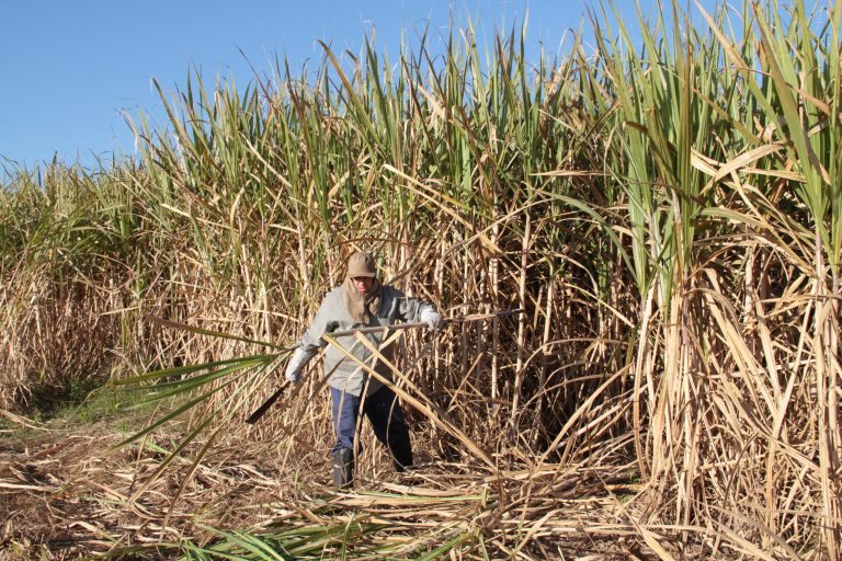 Sugarcane crop management: attachés represent Brazil’s agriculture abroad and look for business opportunities