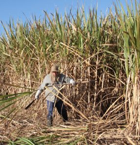 Manejo da cana-de-açúcar: adidos representam agropecuária brasileira no exterior e identificam oportunidades de comércio