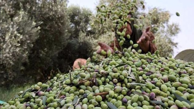 Better olive harvest boosts olive oil production