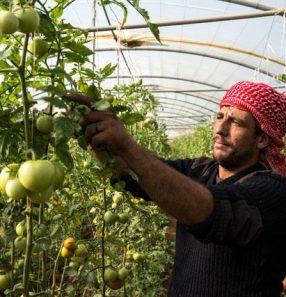 tomates jordania foto ILO Jordan
