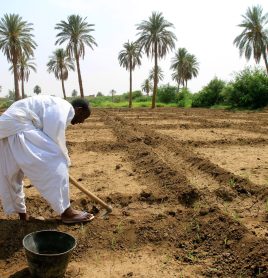 Agricultor em lavoura sudanesa: planto tem o objetivo de diversificar culturas no país africano