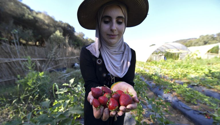 A farmer harvests strawberries on a farm near Algiers, Algeria’s capital: Agribusiness will receive more credit to boost productivity