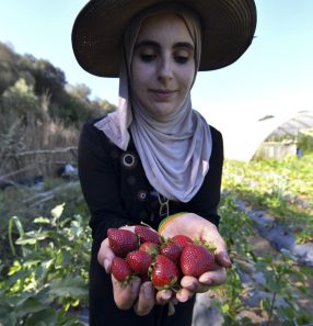 A farmer harvests strawberries on a farm near Algiers, Algeria’s capital: Agribusiness will receive more credit to boost productivity