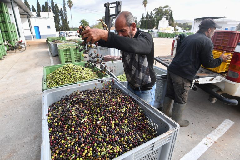 يتم نقل الزيتون لإنتاج الزيت في المناطق القريبة من مدينة أريانة التونسية: تونس من كبار المنتجين الدوليين لزيت الزيتون.