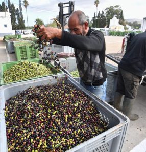 Azeitonas são transportadas para produção de azeite nas proximidades da cidade de Ariana, na Tunísia: país é um dos maiores produtores globais de azeite