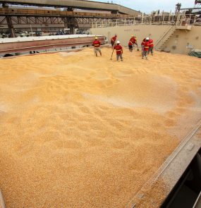 Exportação de milho ao Egito sobe mais de 170%