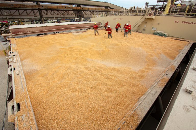 Brazil’s corn exports to Egypt up by 174% Corn shipment at the Port of Paranaguá: The product accounted for more than 30% of agribusiness sales to Egypt