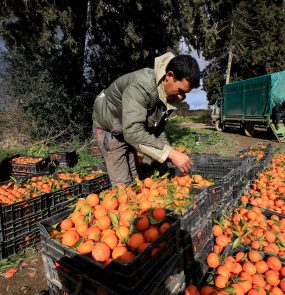 Argélia vai distribuir terras para plantio