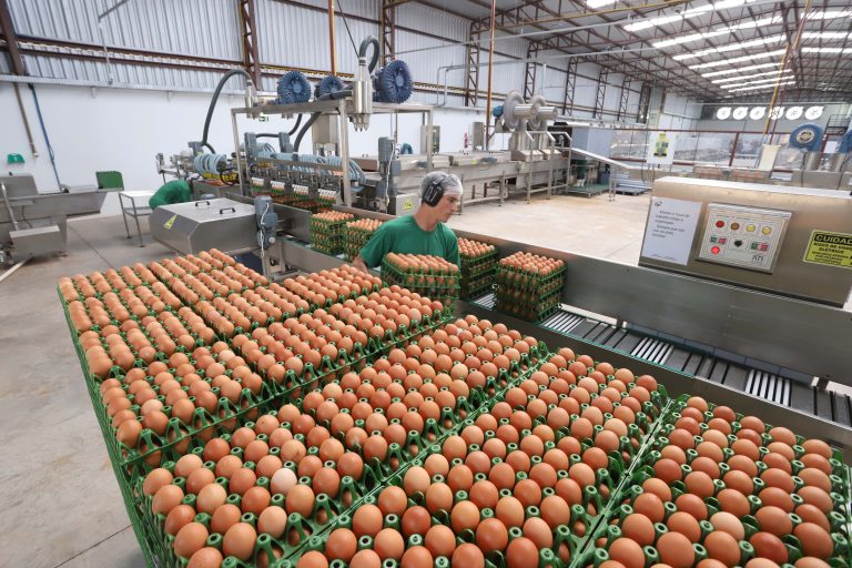 Egg exports from Brazil to Qatar, UAE grow Egg production at a facility in Cascavel, Brazil: Total exports were lower in both volume and value last year