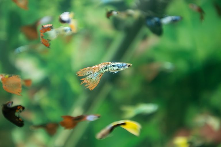 23 November 2024, Baden-Württemberg, Stuttgart: Guppies swim in an aquarium at the ANIMAL pet fair at the Messe Stuttgart exhibition center. The trade fair offers a wide range of pet-related topics, including petting animals, exotic animals, breed shows and health checks. Photo: Silas Stein/dpa (Photo by Silas Stein / DPA / dpa Picture-Alliance via AFP)