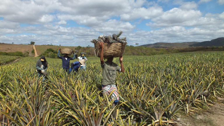 Pineapple harvest in Bahia state: Investment fund aims to allocate resources in Brazilian agribusiness
