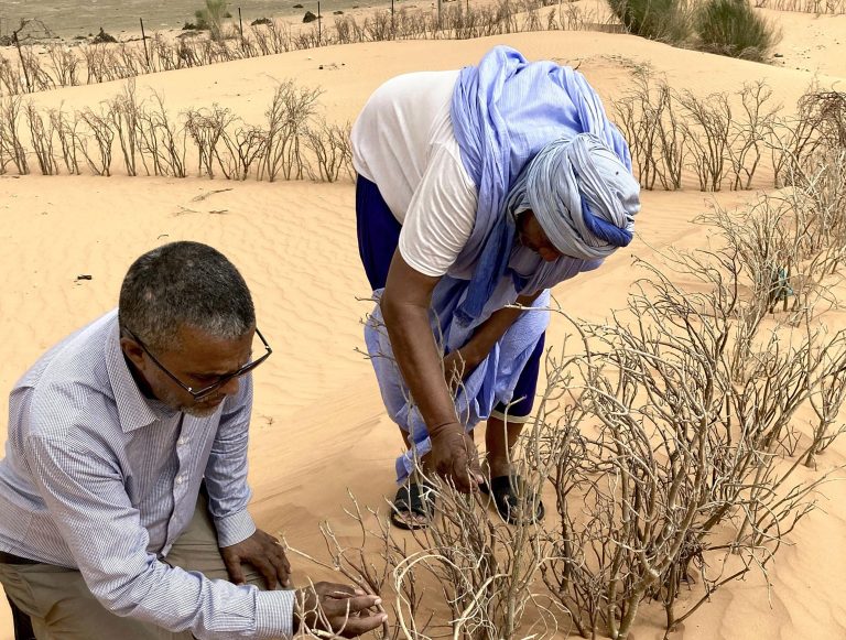 Árvores são plantadas na Mauritânia em 2022 como parte do projeto Grande Muralha Verde