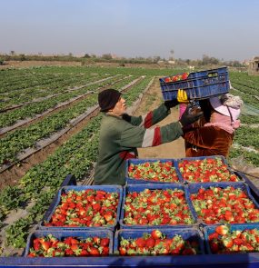 Strawberry Harvest In Al-Deir Village, Qalyubia Governorate, Egypt