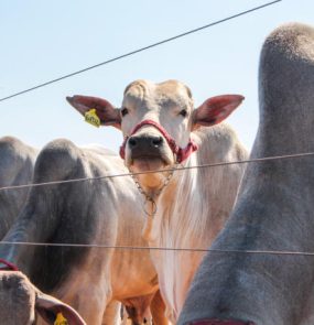 gado-juliana-sussai-embrapa-nelore-002