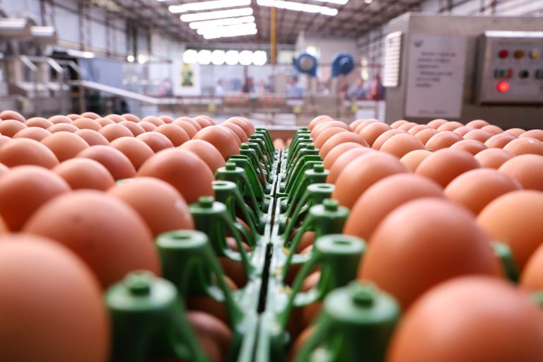Brazilian egg exports register growth year to date.