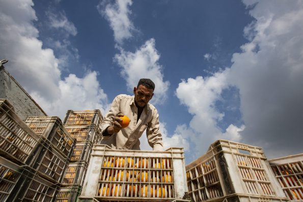 Orange Harvest In Egypt