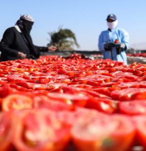 Tomato Drying
