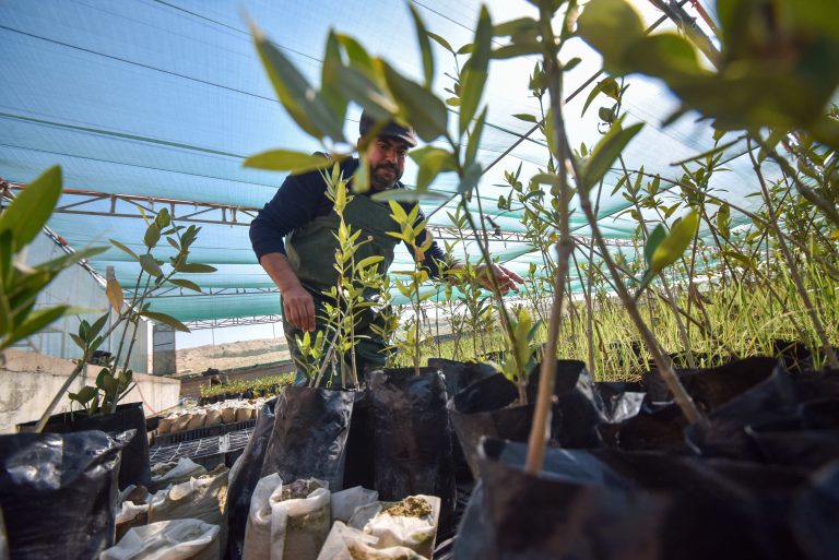 BASRA, IRAQ - MARCH 21: An official takes care of Mangrov trees planted against possible drought caused by climate change and global warming in Basra city in the south of Iraq on March 21, 2024. The Iraqi government is carrying out afforestation work for the 'Mangrove Forest' in Basra, where the air temperature exceeds 50 degrees in summer, aiming to both protect sensitive plants and combat climate change, with the support of the United Nations (UN). Haidar Mohammed Ali / Anadolu (Photo by HAIDAR MOHAMMED ALI / ANADOLU / Anadolu via AFP)